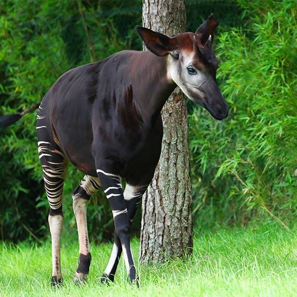 Okapi Sarah Alimann